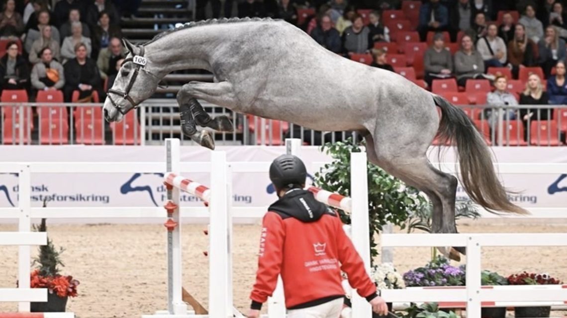 Årets begivenhed: Hingstekåring i Herning!