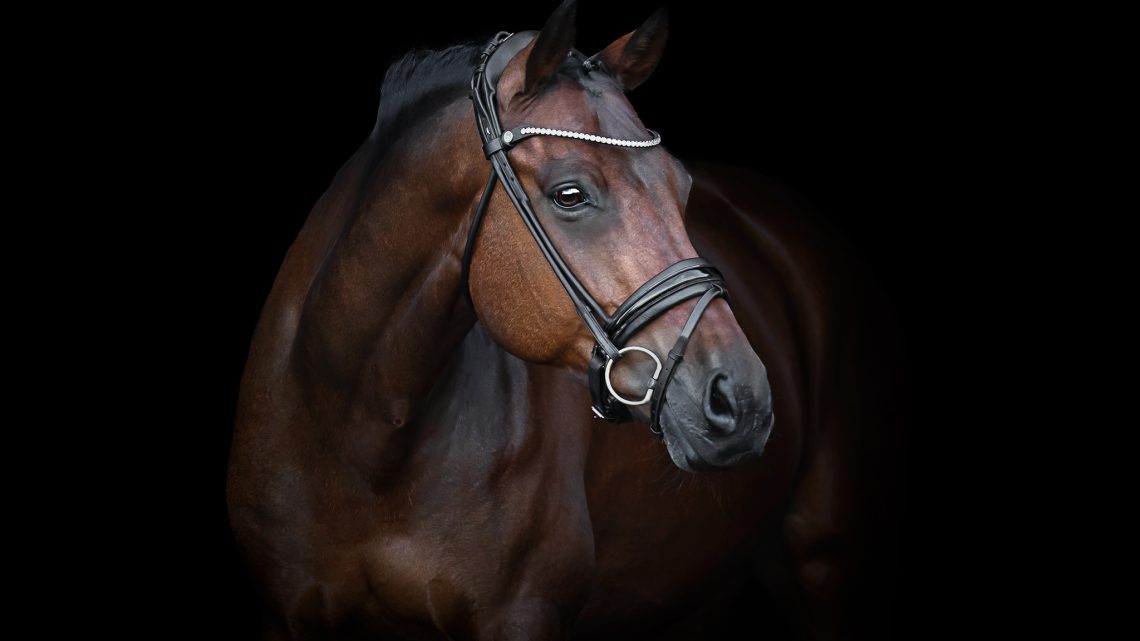 Min erfaring med Finesse Bridles